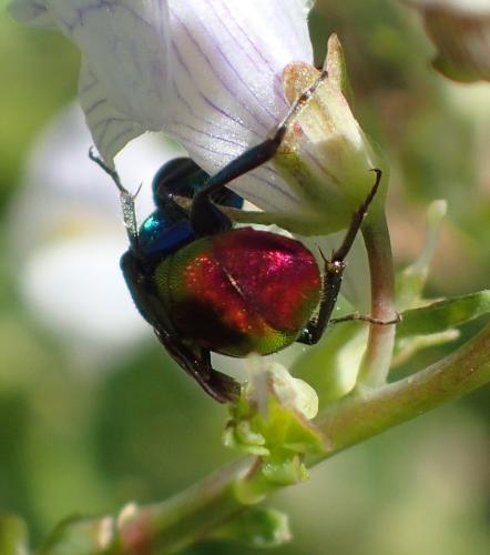 Hedychrum (niemelai-nobile)